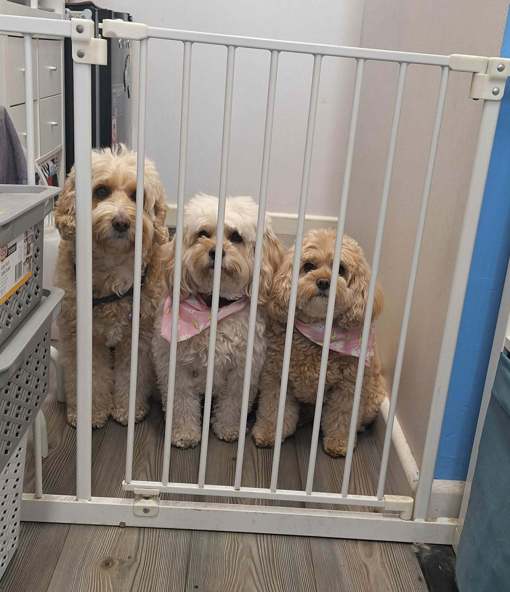 The K9 Capers grooming team with their dogs in the salon